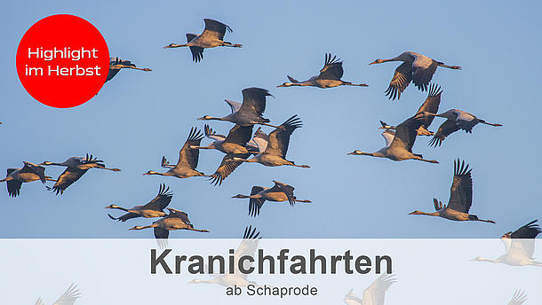 Kranichfahrten ab Hafen Schaprode